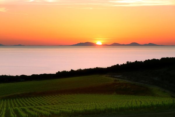 Tenuta Asinara